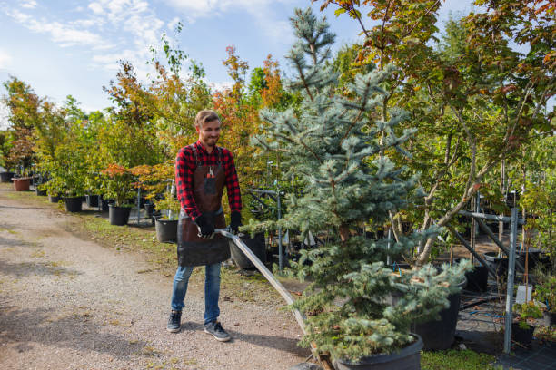 Best Storm Damage Tree Cleanup  in Rapid City, MI